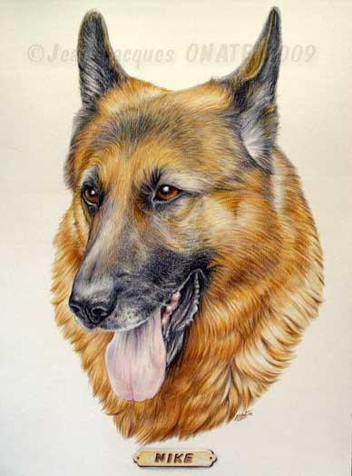 Portrait du chien Nike Berger Allemand dessin au crayon de couleur